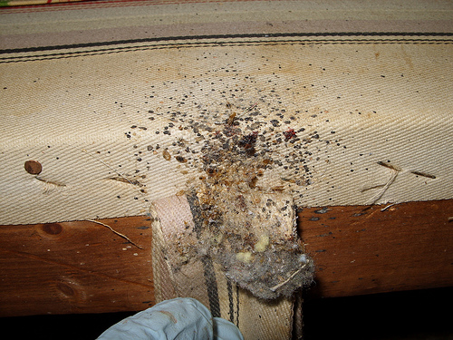 bed bugs-2