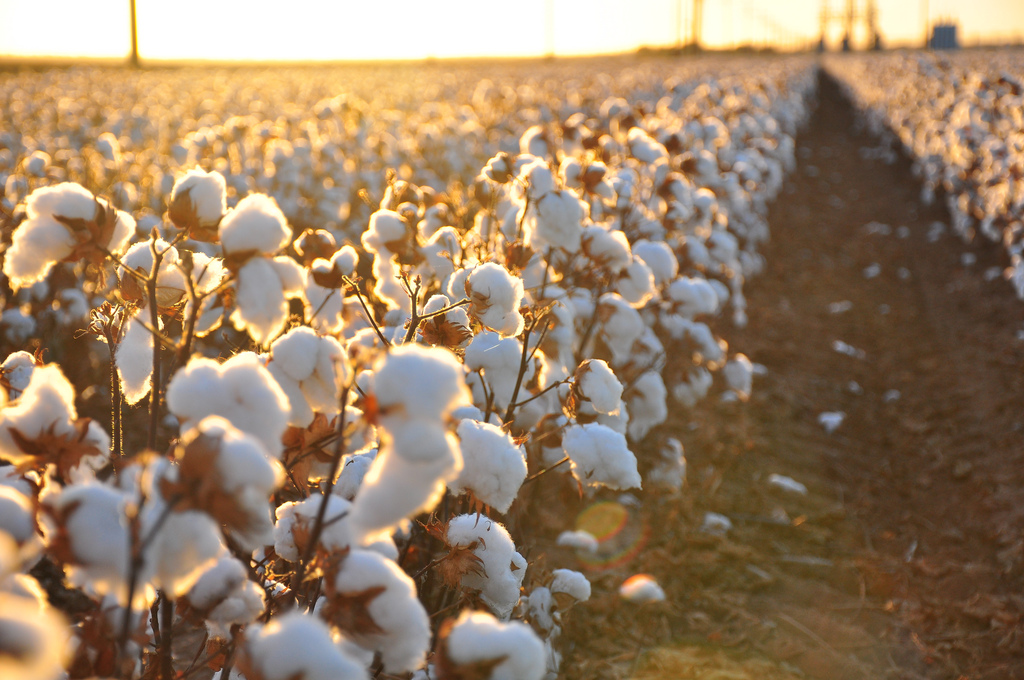 cotton blog