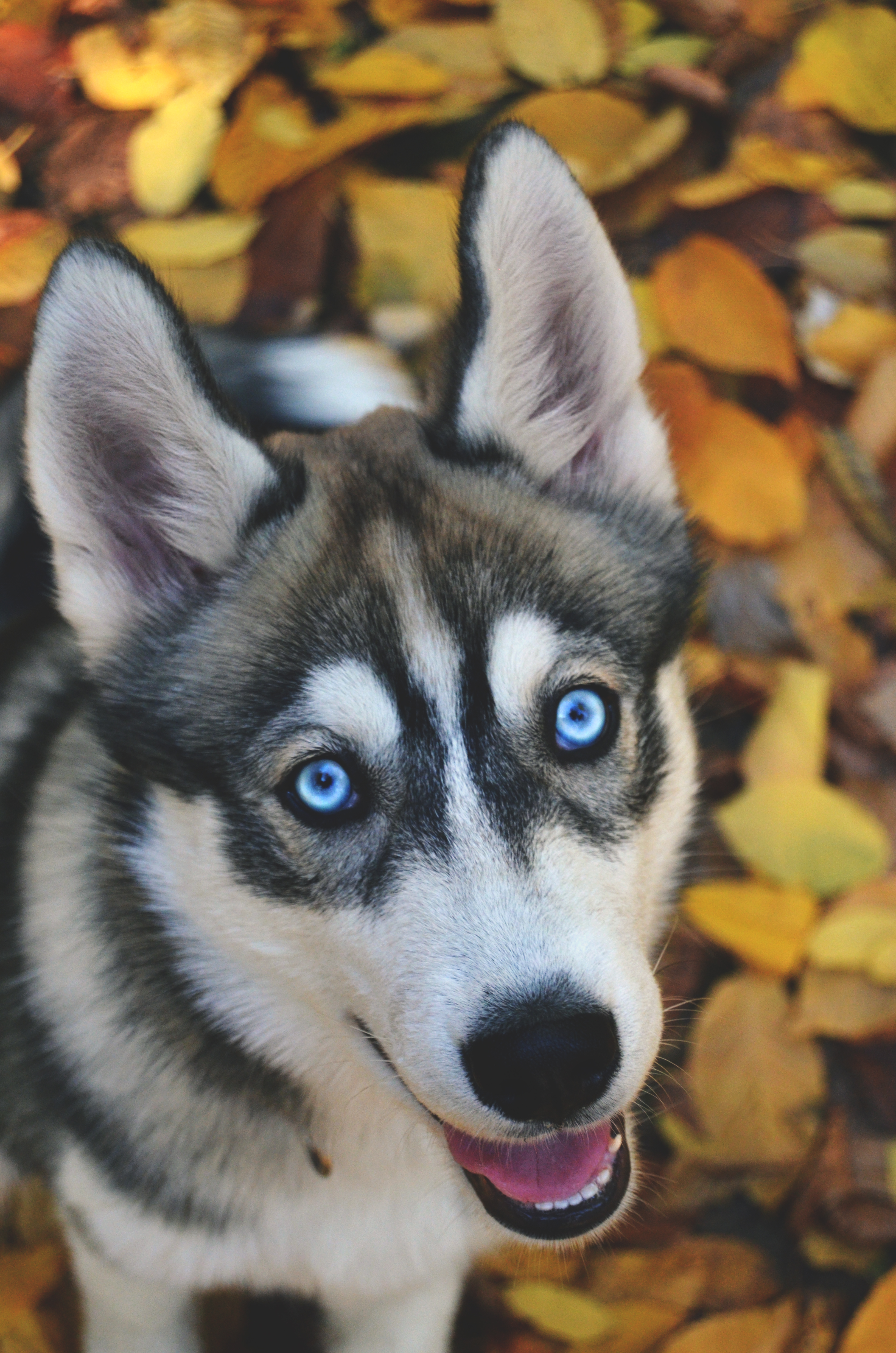 siberian husky